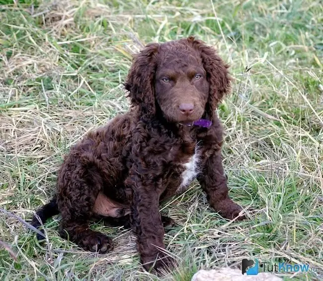 Couleur de retriever aux cheveux bouclés