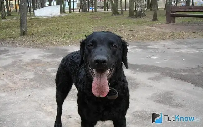 Museau de retriever à poil bouclé