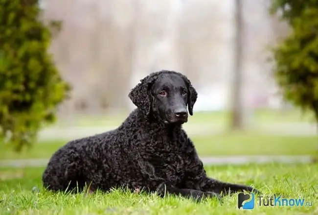 Fotografie de retriever cu părul creț