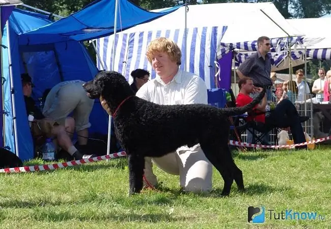 Εκπαίδευση με σγουρά ντυμένα Retriever