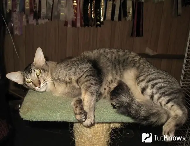 Gato oriental de pelo largo acostado