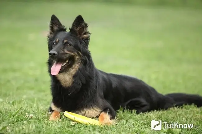 Çimenlerin üzerinde bohem çoban köpeği