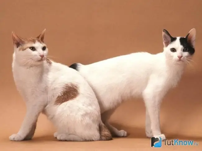 Dalawang pusa ng lahi ng Japanese Bobtail