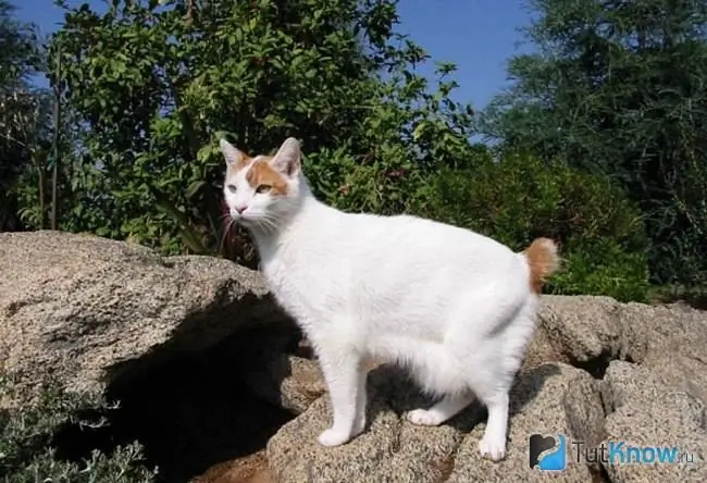 Japanse bobtailkat voor een wandeling