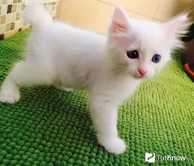 Small kitten japanese bobtail