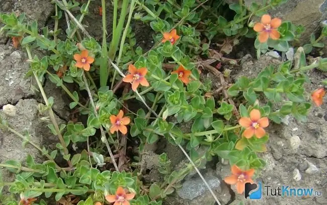 Fotoattēlā Anagallis lauks