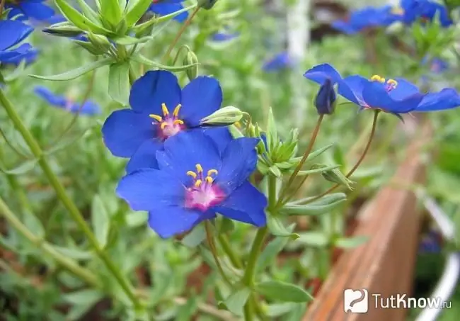 Na fotografiji Anagallis s velikim cvjetovima