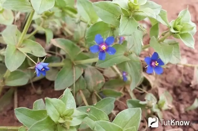 Floraciones de Analallis