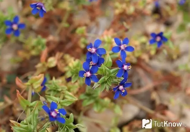 Na fotografii Analallis modrá