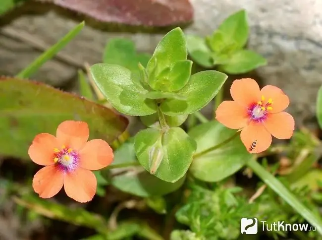 Fotoattēlā Anagallis ir spilgti sarkans