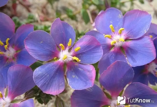 Bergambar Anagallis Monelli