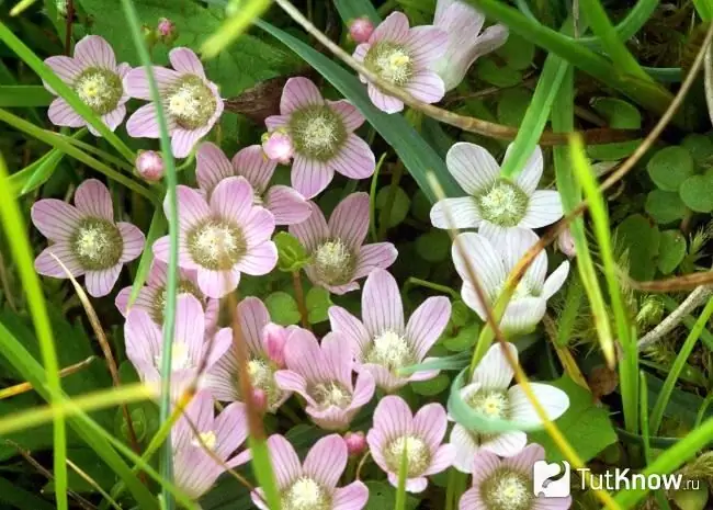 Katika picha, zabuni ya Anagallis