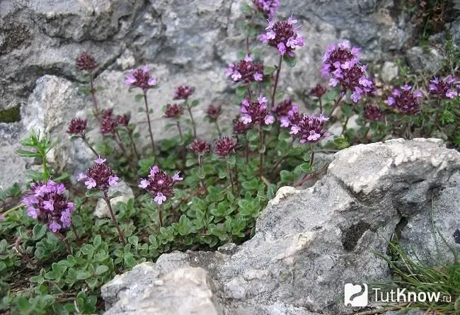 Na fotografiji rana majčina dušica