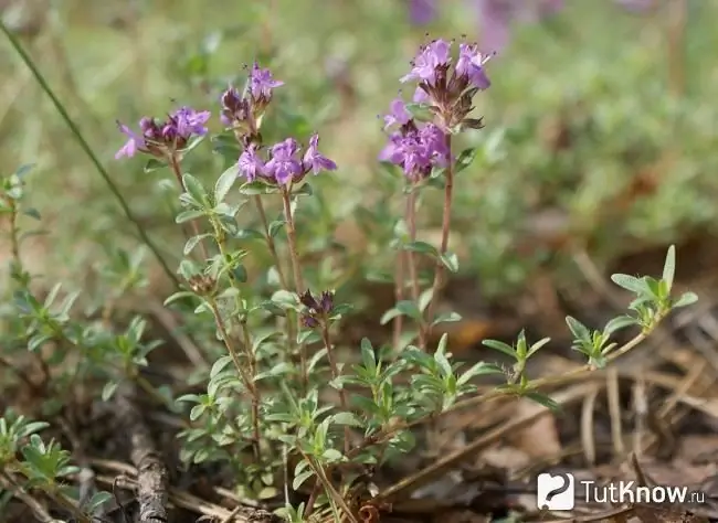 Thyme blooms