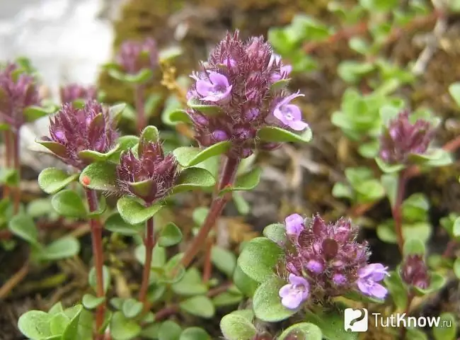 Thyme Bloom