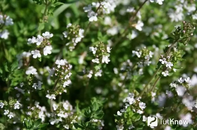 በፎቶው ውስጥ Thyme ተራ