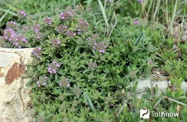 በፎቶው ውስጥ ፣ የሚንሳፈፍ thyme