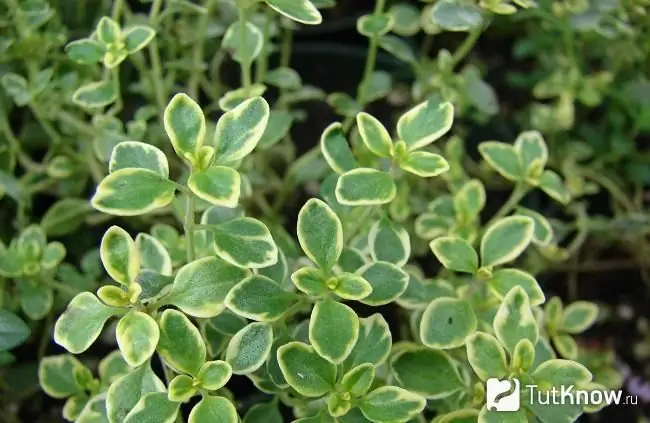 Dalam foto Lemon Thyme