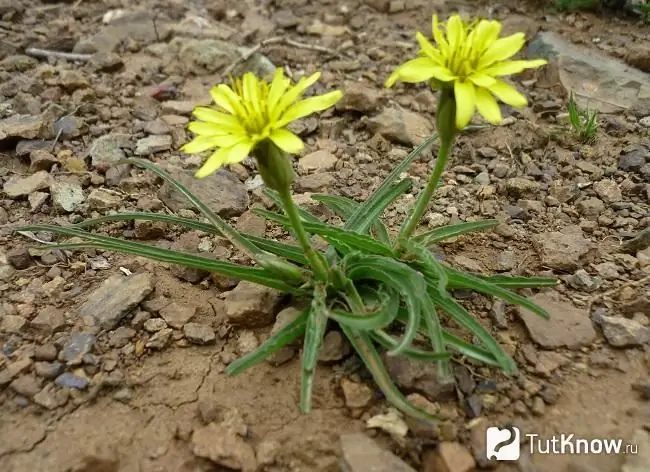 Photo of Scorzonera 1 Photo of Scorzonera 1