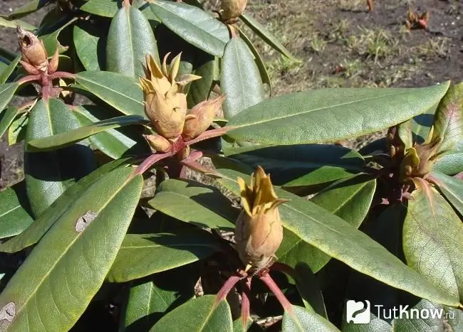 Rhododendron Photo 1 Rhododendron Photo 1