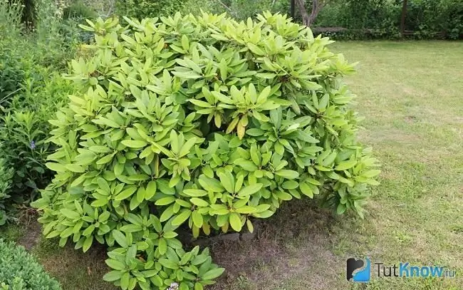 Photo of Rhododendron 4 Photo of Rhododendron 4