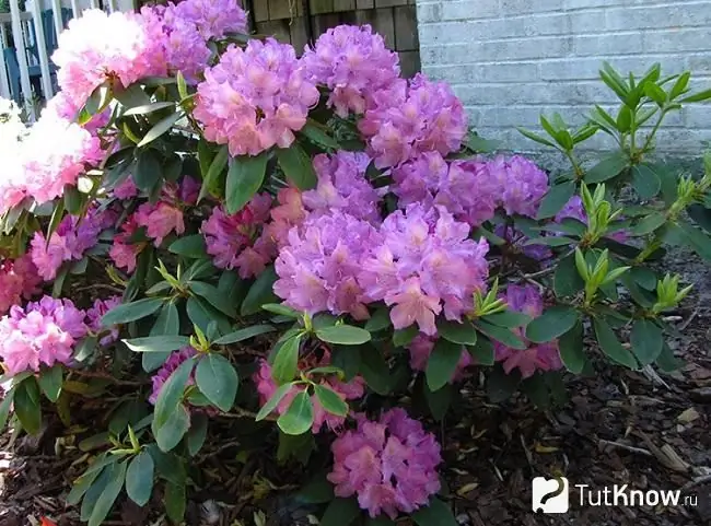 Rhododendron Photo 5 Rhododendron Photo 5