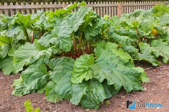 Rhubarb grows