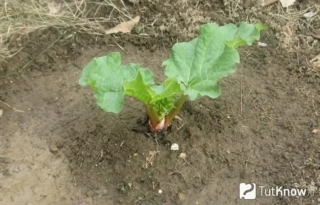 Rhubarb in the ground