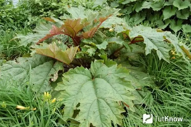 Rhubarb bush