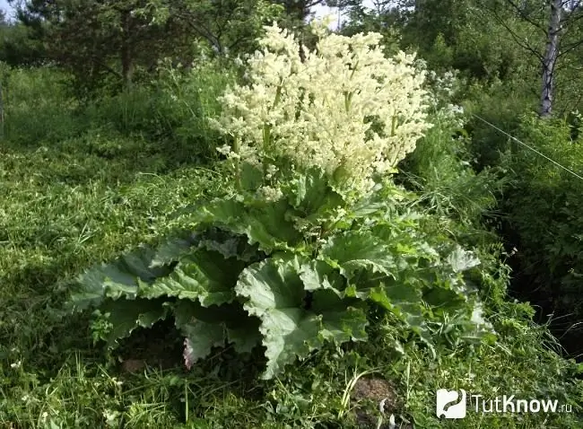 Rhubarbe en fleurs