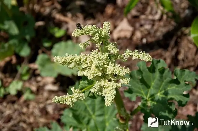 In the photo, medicinal rhubarb