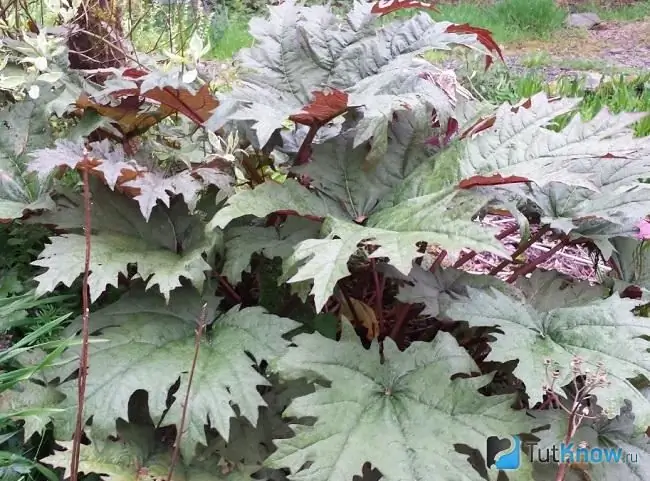 Fotosuratda, Barmoq rhubarb