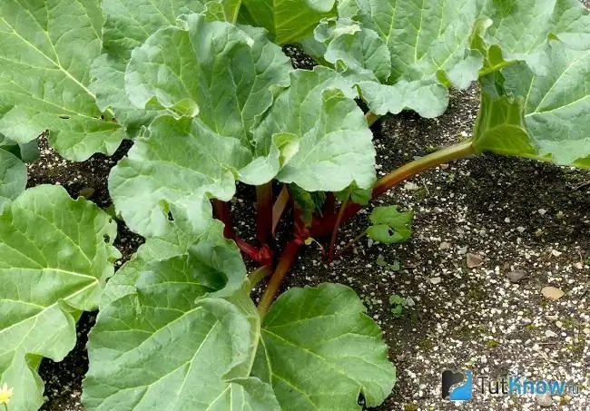 In the photo, cultural rhubarb, garden