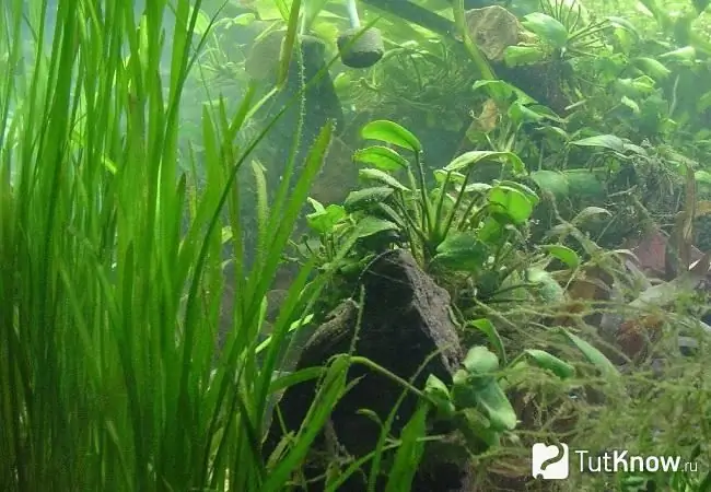 Vallisneria Fotografija 3 Vallisneria Fotografija 3