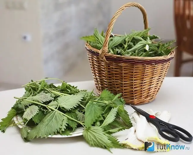 How to make nettle oil