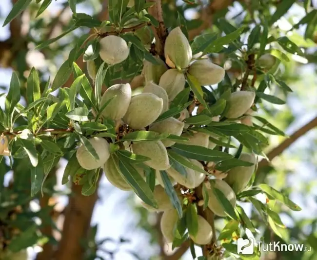 Bagaimana almond tumbuh