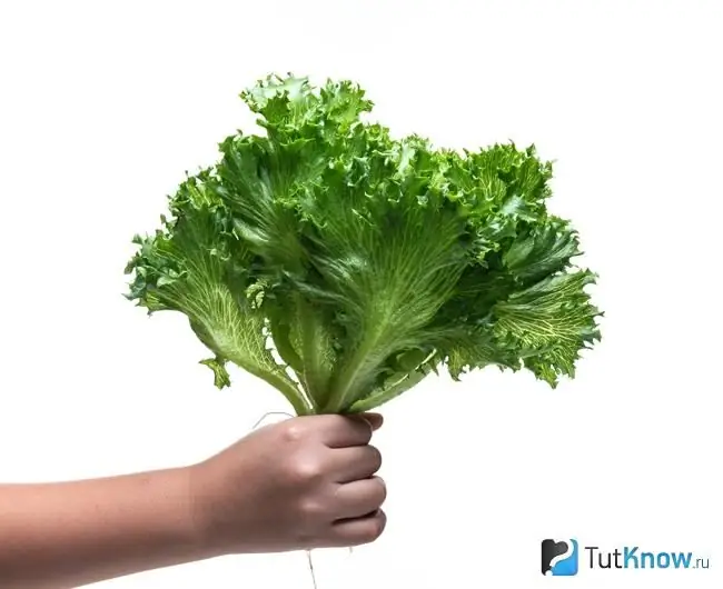 Frillis lettuce leaves in hand