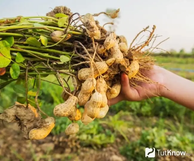 Peanut harvest