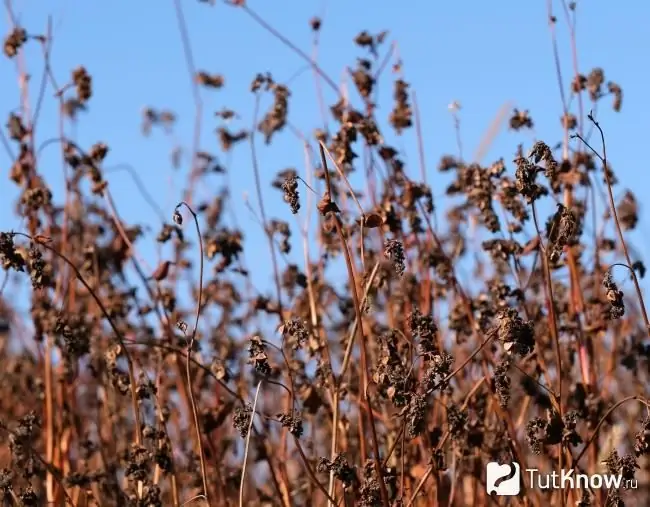 Maduración de trigo sarraceno en el campo