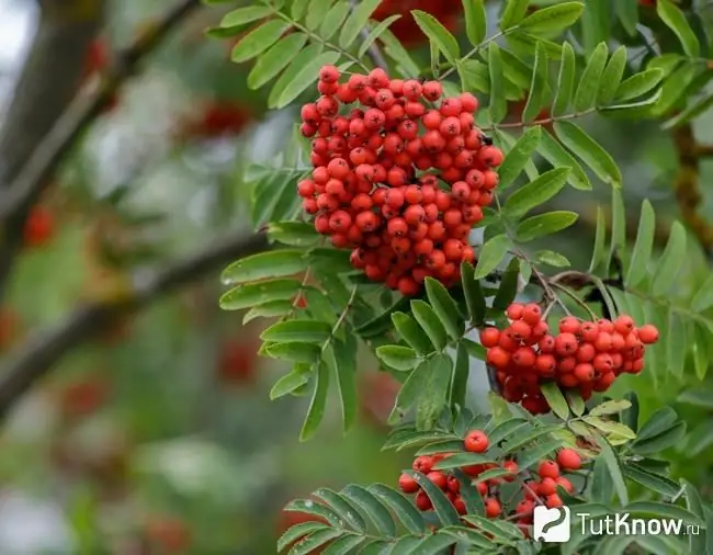 Rowan berries kwenye matawi