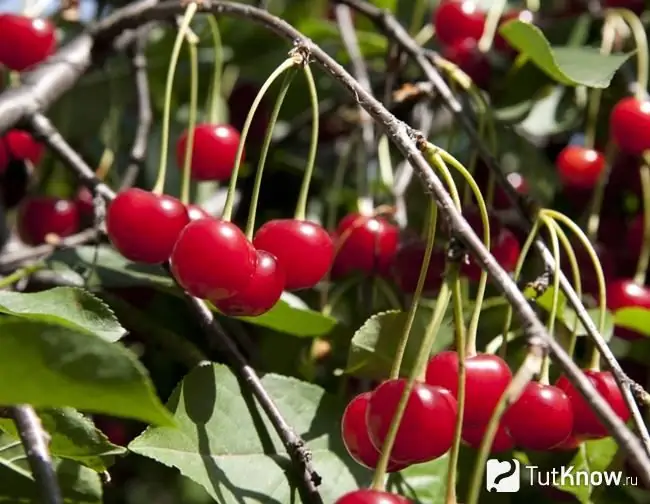 Baies de cerise sur des branches