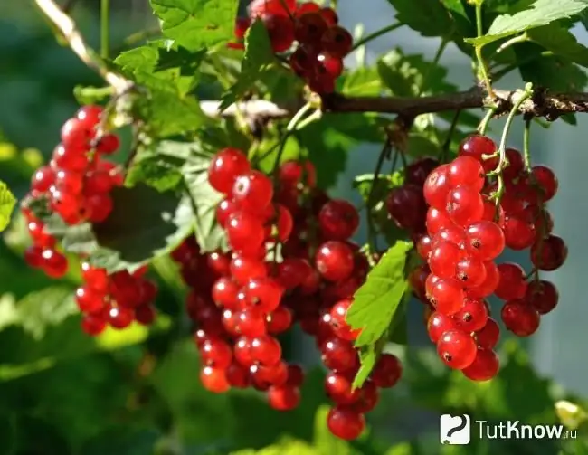 Manaferrat e rrushit të kuq në degët e shkurret