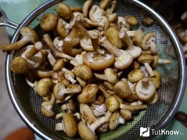 Memasak acar jamur madu