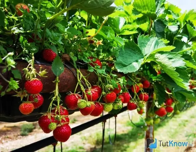 Fraises sur la plantation