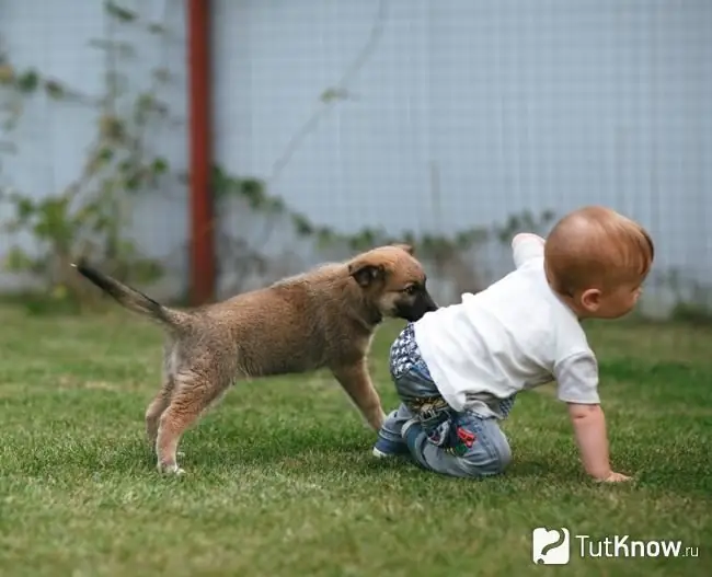 Child play with a pet