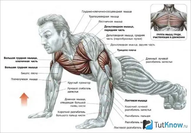 Músculos involucrados en las flexiones