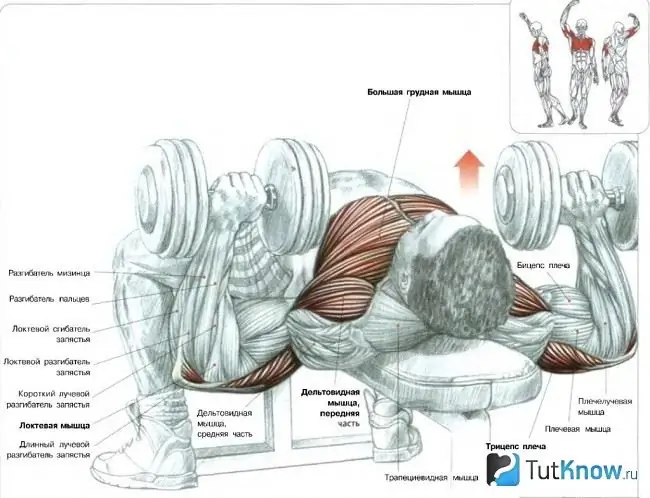 Mišići uključeni u bench press