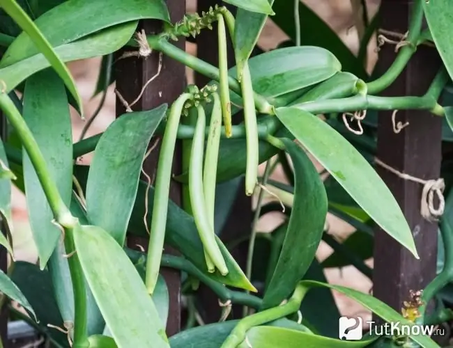 Hộp vani trên dây leo