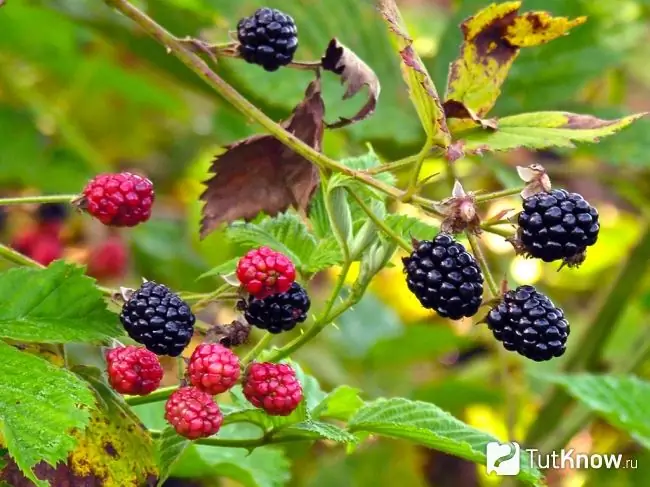 Blackberry bush na may mga berry, prutas