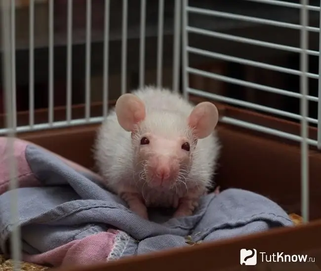 Rat in een kooi als cadeau voor een tiener voor het nieuwe jaar